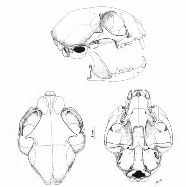 File:The contemporary land mammals of Egypt (including Sinai) (1980) Fig. 135.png