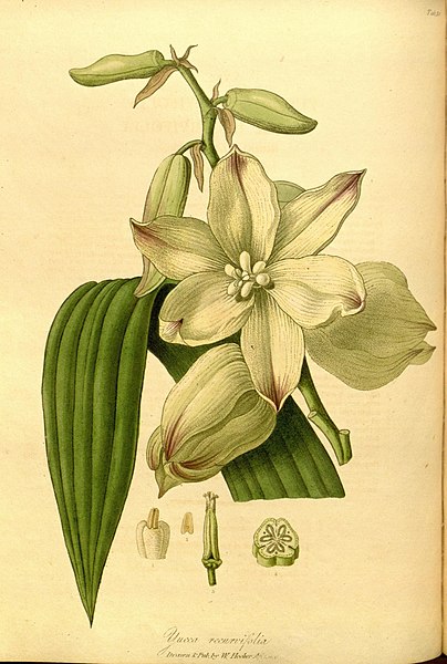 File:The paradisus londinensis (8318644122).jpg