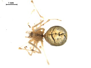 <i>Theridion frondeum</i> Species of spider