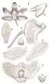 Thrixspermum longipilosum tab 113 fig. I in: Johannes Jacobus Smith: Icones Orchidacearum Malayensium II (1938) (Detail)