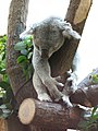 Tiergarten Schoenbrunn Koala 2.jpg