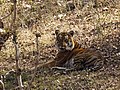 * Nomination Tiger (m) (Panthera tigris tigris) resting in the shade, Mudumalai National Park, India --Tagooty 15:19, 31 March 2021 (UTC) * Promotion  Support Good quality.--Horst J. Meuter 16:59, 31 March 2021 (UTC)