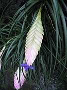 Tillandsia cyanea