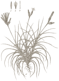 Tillandsia recurvata 01.gif