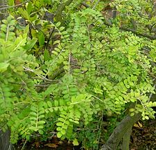 Sophora toromiro Toromiro.jpg