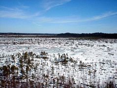 The frozen bog in April 2005