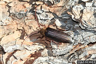 <i>Tragosoma</i> genus of insects