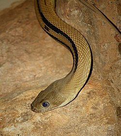 Trans Pecos Rat Snake 036.jpg