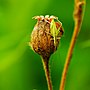 カンタン (昆虫)のサムネイル