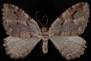 <i>Triphosa haesitata</i> species of insect