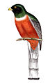 Elegant Trogon from the United States and Mexican Boundary Survey