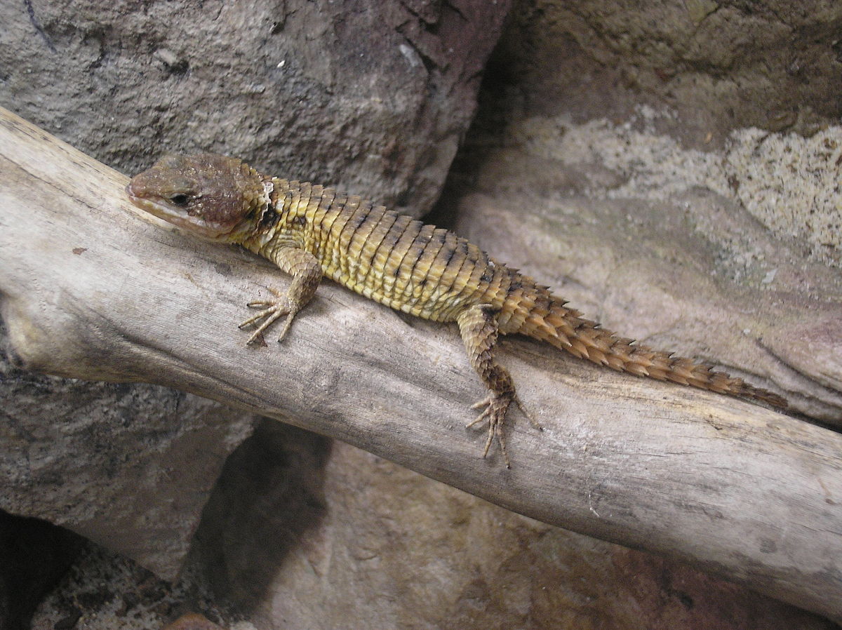 spiky pet lizard