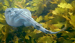 Trygonorrhina fasciata jervis bay.jpg