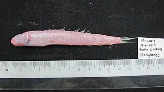 <i>Trypauchen pelaeos</i> Species of fish