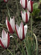 Tulipe de l'Écluse