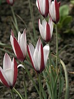 Tulipa clusiana 'Scott Zona'