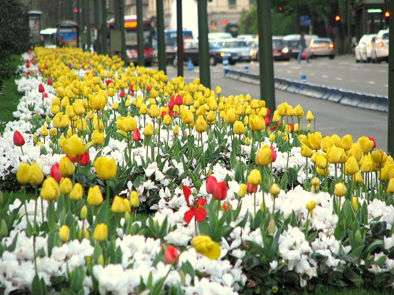 File:Tulips by the road (2421835728).jpg