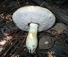 Tylopilus rhoadsiae 258321.jpg