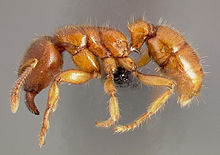 Typhlomyrmex rogenhoferi casent0004700 профиль 1.jpg