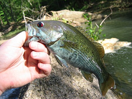 Micropterus_coosae