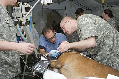 Paraveterinary worker