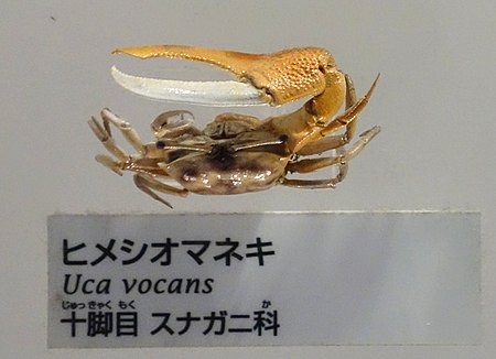 Uca vocans - National Museum of Nature and Science, Tokyo - DSC07545-002.JPG