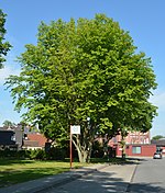 Uetersen hornbeam 01.jpg