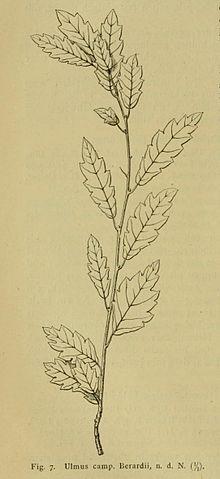 Ulmus 'Berardii'.jpg