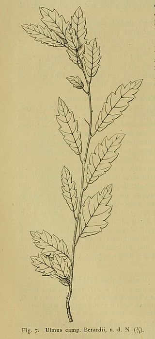 <i>Ulmus</i> Berardii Elm cultivar