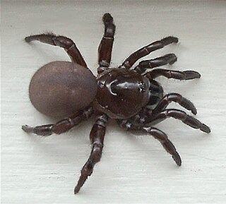 <i>Ummidia</i> Genus of spiders