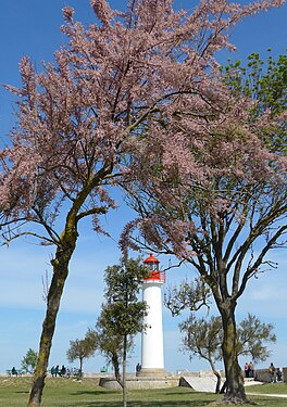 A lighthouse between the tamarisk trees