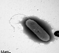 Thumbnail for Undibacterium aquatile