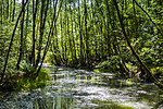 Am Stadtwaldsee (Uni-Wildnis)