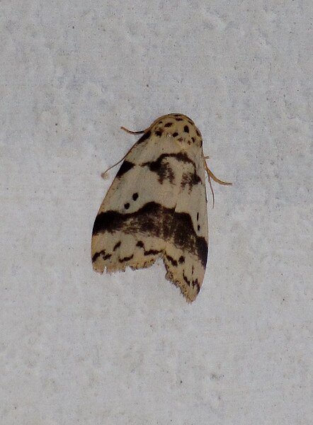 File:Unidentified moth 6213.jpg