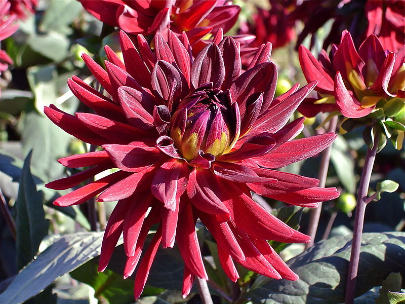 File:Unidentified red dahlia.JPG