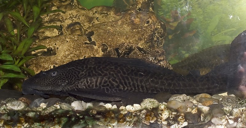 File:Unknown.Siluriformes.7435.jpg