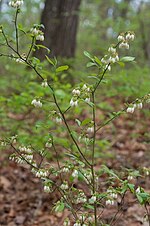 Vignette pour Vaccinium virgatum