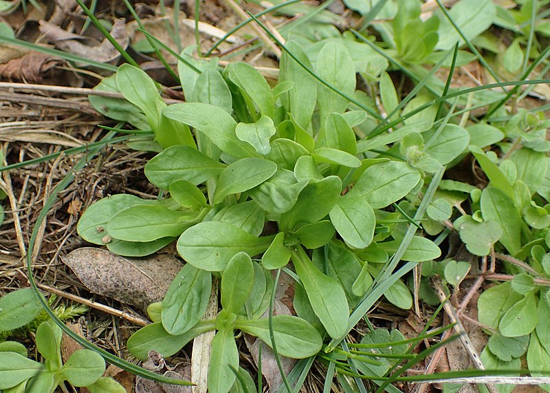 File:Valerianella locusta kz03.jpg