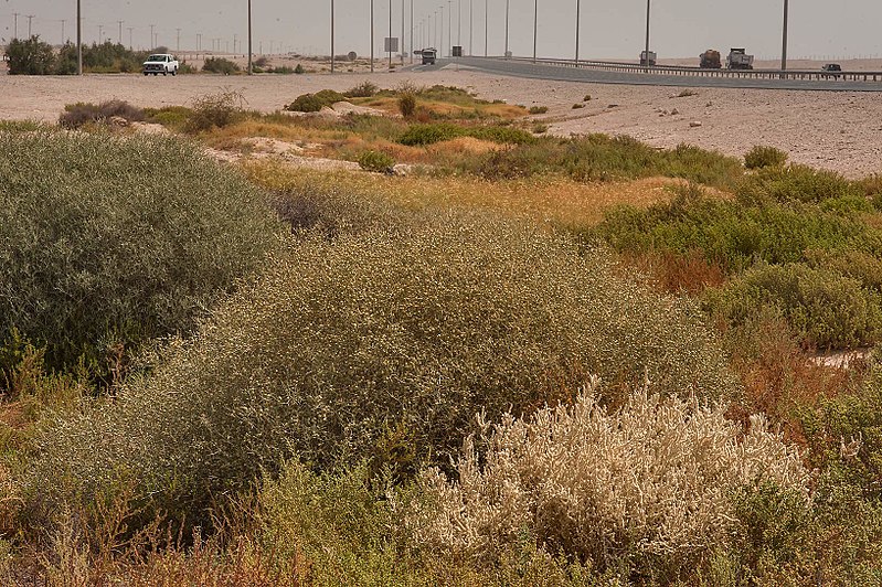 File:Vegetation near Al Karaana.jpg