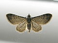 Eupithecia