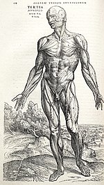 De humani corporis fabrica, um influente manual ilustrado de anatomia do século XVI da autoria de Andreas Vesalius.