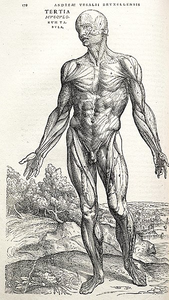 File:Vesalius Fabrica p178.jpg