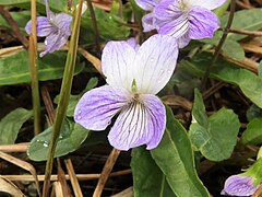 花は白色を基調とし、ときに淡紫色になるものもあり、変異が多い。側弁の基部に毛が生える。