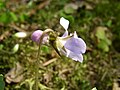 Viola selkirkii flower side 1 AB.jpg