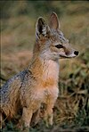 Vulpes macrotis mutica sitzend.jpg