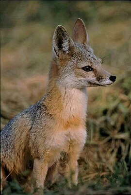 Vulpes macrotis mutica sentado.jpg