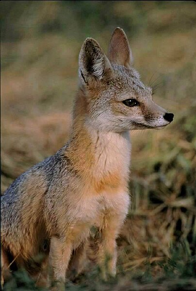 File:Vulpes macrotis mutica sitting.jpg