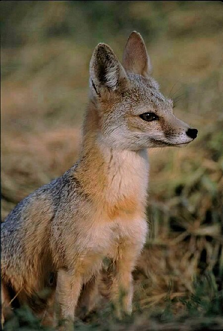 Vulpes macrotis mutica sitting.jpg