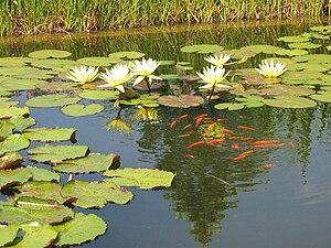 Poisson Rouge: Dénominations, Description de lespèce, Mode de vie et reproduction