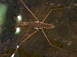 "water"  spiders 250px-Water_strider_G_remigis